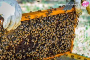 MadeinMycountry MadeinMycountryEU Culture